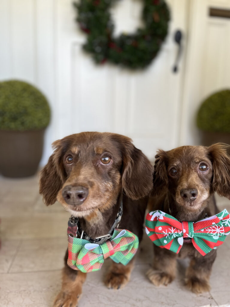Two cute dogs with Christmas bows.