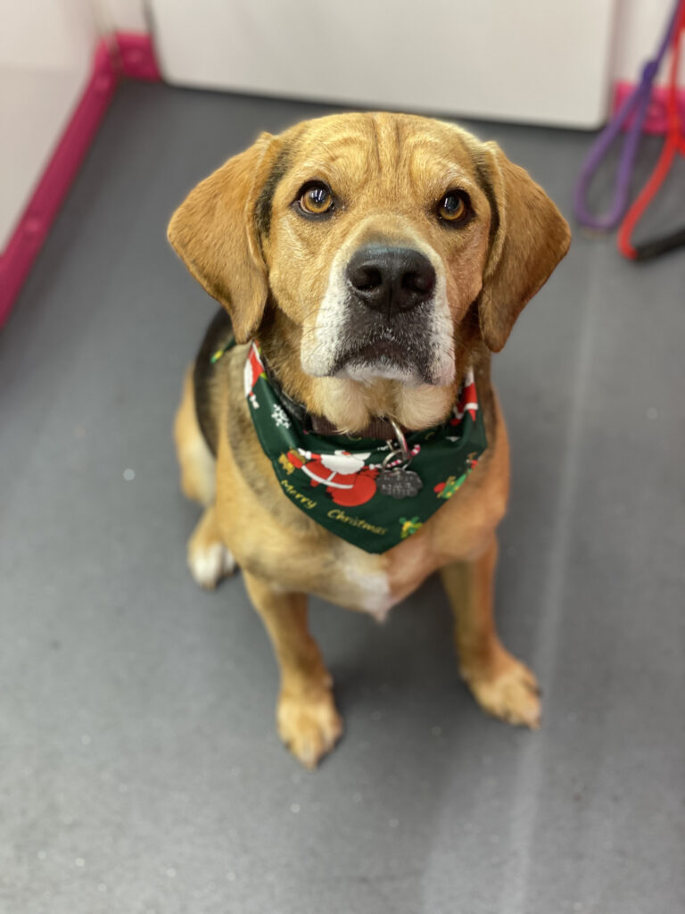 Cute dog with Christmas bow.