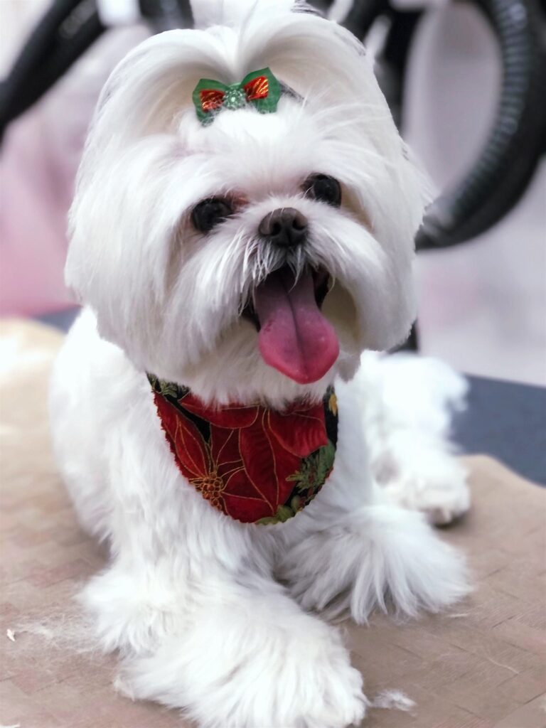 Cute dog with Christmas bow.